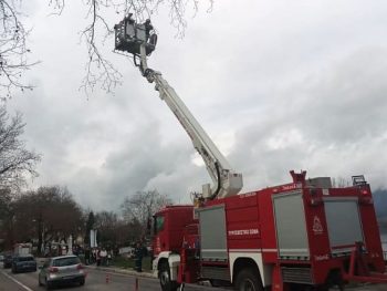 Επιχείρηση στην παραλίμνιο για τη διάσωση περιστεριού!