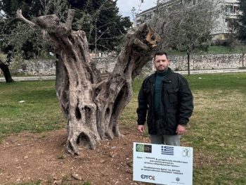 Ο Δήμος Ιωαννιτών προχώρησε στη φύτευση έξι αιωνόβιων και υπεραιωνόβιων ελιών