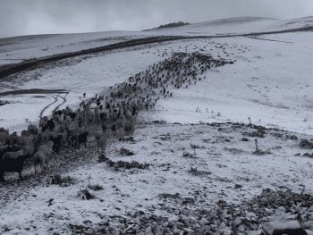 Σαμαρίνα: Έπεσε το πρώτο χιόνι -  Εγκλωβισμένοι στα βουνά οι μετακινούμενοι κτηνοτρόφοι 