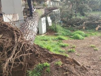 Ιωάννινα: Πανύψηλο πεύκο ξεριζώθηκε στην Ακαδημία