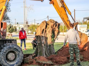 Ελιές από τον Ενετικό Ελαιώνα κοσμούν τους κόμβους της Πρέβεζας