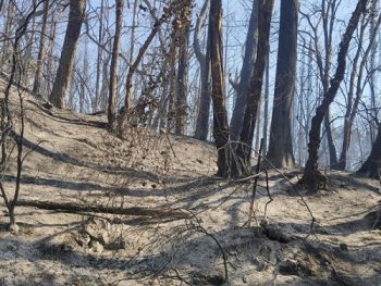 Απόφαση αναδάσωσης για εκτάσεις που κάηκαν από την φωτιά της 12ης Αυγούστου στον Ζηρό