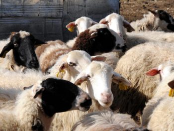 Συνεχίζει να παραμένει “καθαρή” η Ήπειρος για τη νόσο της ευλογιάς των προβάτων