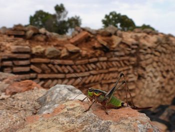 Εντυπωσιάζουν τα είδη πανίδας που ζουν στην Αρχαία Νικόπολη 