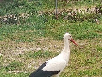 Ένας πελαργός έχει "κλέψει" τις εντυπώσεις στη Ν. Σινώπη Πρέβεζας