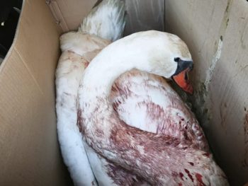 Κορωνησία: Πυροβόλησαν κύκνο στη λιμνοθάλασσα