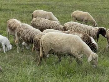 Έλεγχοι και μέτρα για ύποπτα κρούσματα ευλογιάς