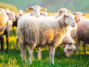 Αρνητικά για ευλογιά και τα νέα δείγματα από εκτροφές της Π.Ε. Πρέβεζας