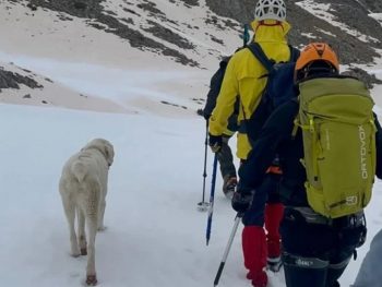 Σκύλος εγκλωβισμένος σε υψόμετρο 1.900 μέτρων σώθηκε από Ελληνες ορειβάτες