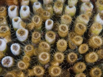 Αποικία σπάνιου κοραλιού συναντάται στον Αμβρακικό Κόλπο