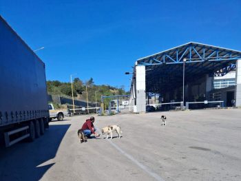 Εντατικοποίηση των δράσεων για τη διαχείριση και την ευζωία των αδέσποτων ζώων στον Δήμο Πωγωνίου 