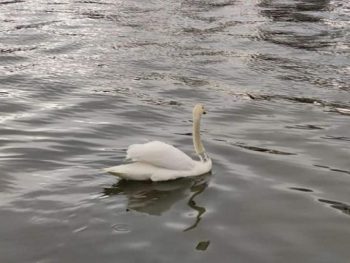 Εντοπίστηκε ο νεκρός κύκνος από φύλακες του ΟΦΥΠΕΚΑ