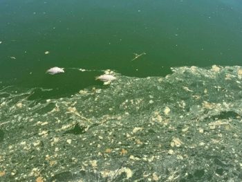 Δήμος Ιωαννιτών: Αβάσιμες οι καταγγελίες για τη διαχείριση των νεκρών ψαριών