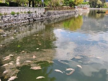 Παμβώτιδα: Επιβεβαιώθηκε ο ιός στα νεκρά ψάρια