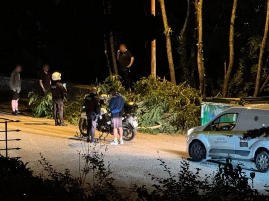 Προκαταρκτική για τις κοπές δέντρων στον Φρόντζο