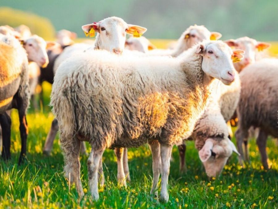 Διαδικτυακό σεμινάριο τη Δευτέρα για την βιοασφάλεια