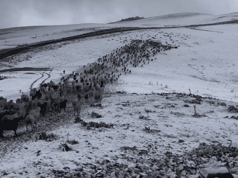 Σαμαρίνα: Έπεσε το πρώτο χιόνι -  Εγκλωβισμένοι στα βουνά οι μετακινούμενοι κτηνοτρόφοι 