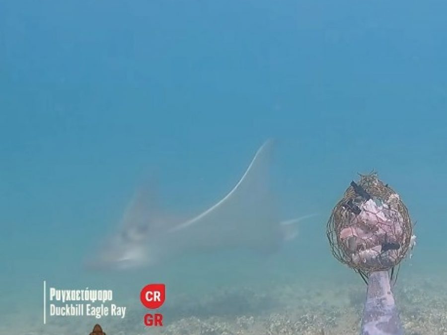 Οι κάμερες της iSea καταγράφουν τα μυστικά του βυθού  στον Αμβρακικό Κόλπο