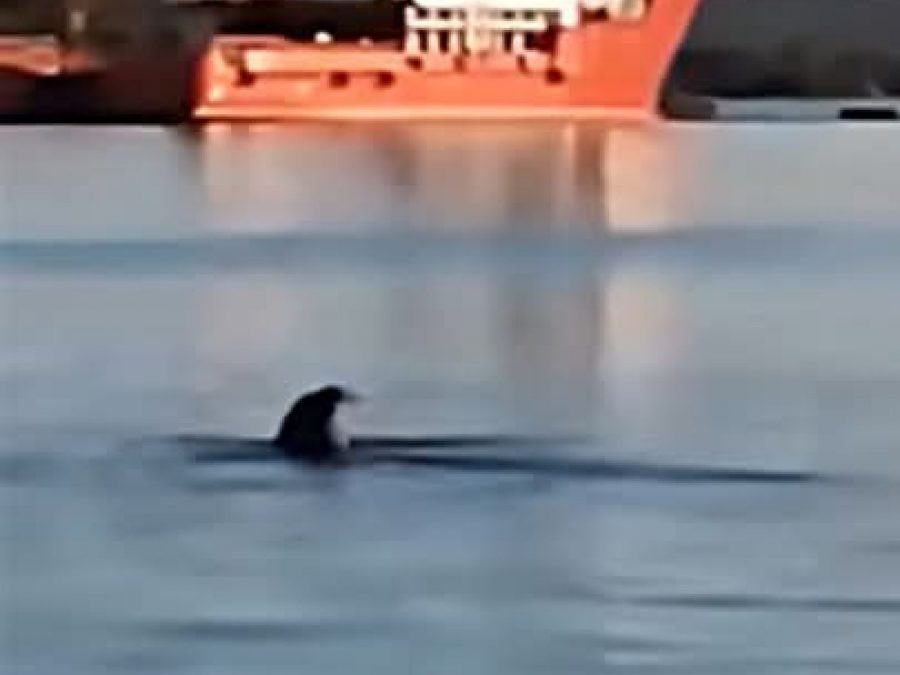 Μια  φώκια έκανε  τις βόλτες της στο λιμάνι της Πρέβεζας