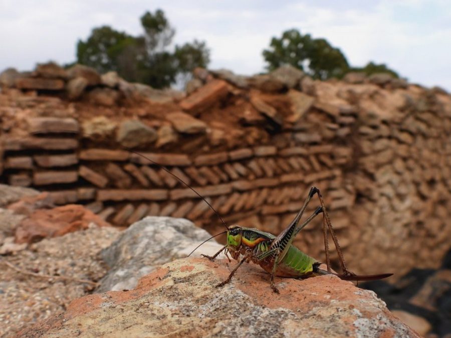 Εντυπωσιάζουν τα είδη πανίδας που ζουν στην Αρχαία Νικόπολη 