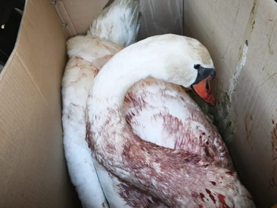 Κορωνησία: Πυροβόλησαν κύκνο στη λιμνοθάλασσα