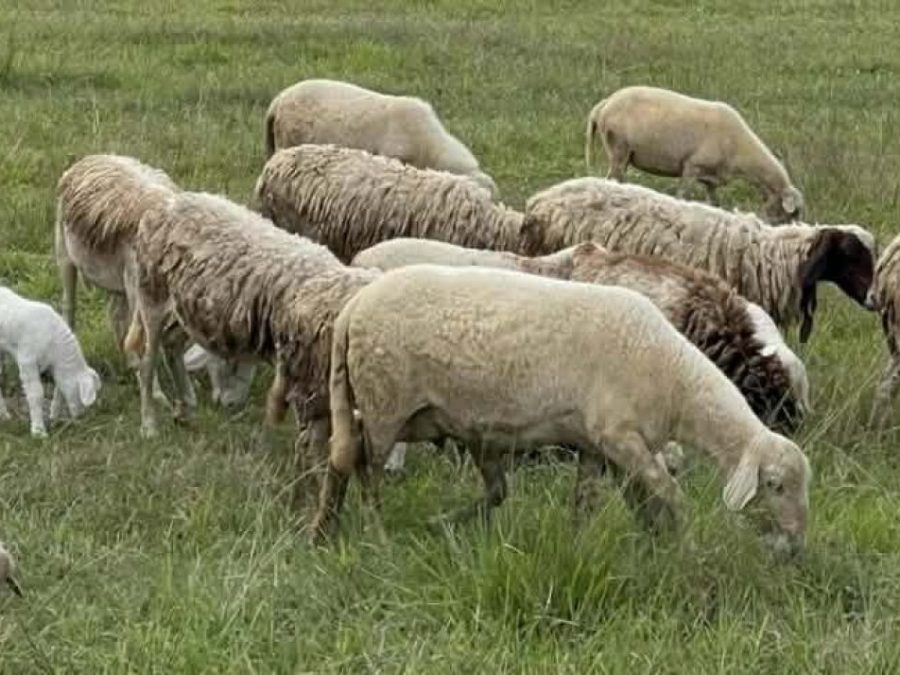 Έλεγχοι και μέτρα για ύποπτα κρούσματα ευλογιάς