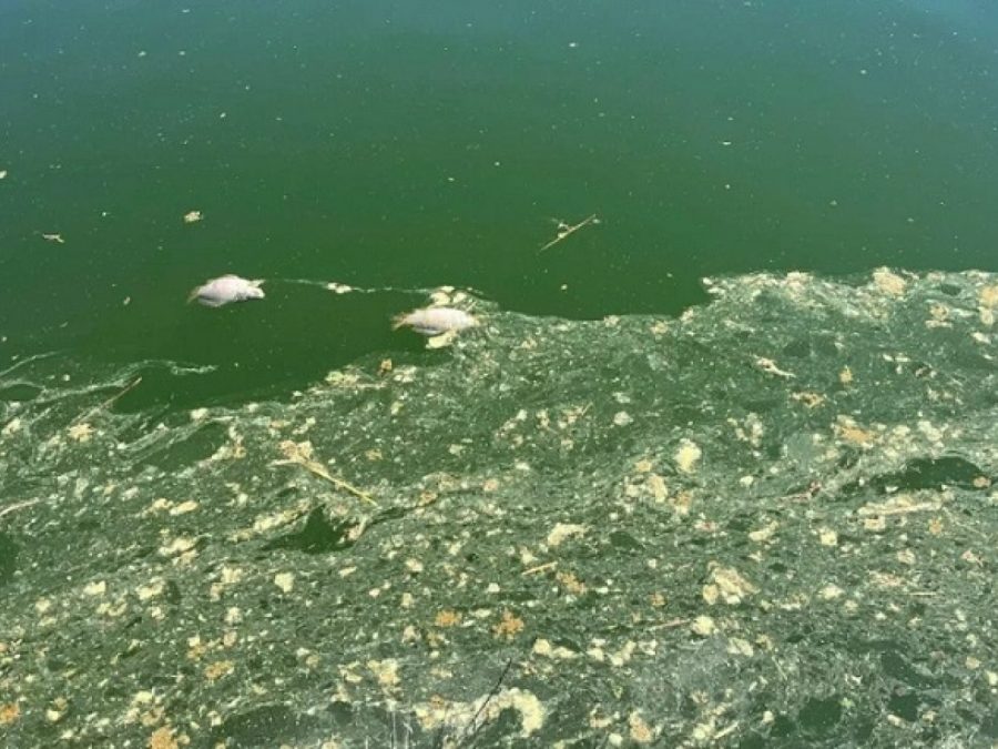 Απομακρύνθηκε ο κύριος όγκος των  νεκρών ψαριών από τη λίμνη Παμβώτιδα