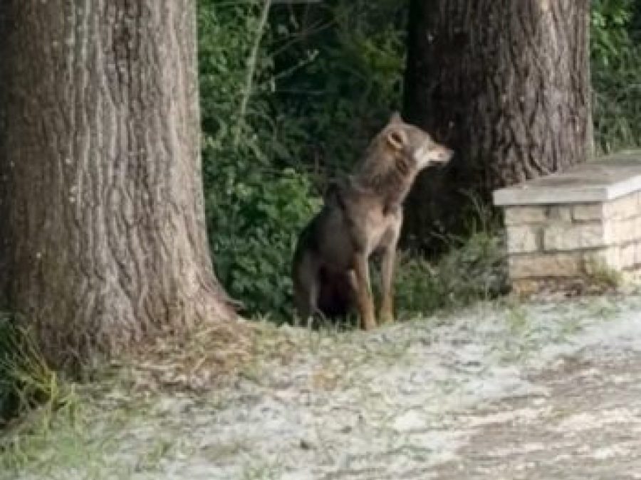 Ο Δήμος Ιωαννιτών για την εμφάνιση λύκου στο παραλίμνιο